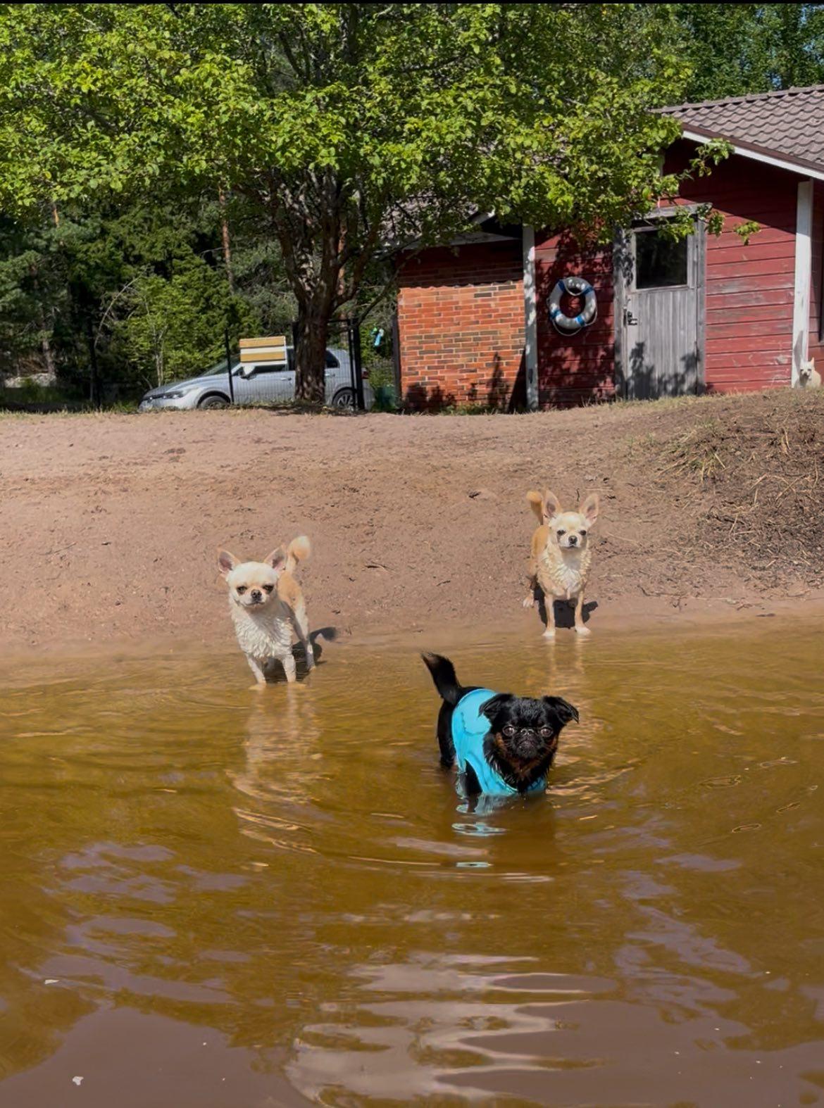 Taisto, Aatos, Sulo & Urho nauttimassa hellepäivästä koirarannalla